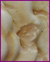 oranges, yellows & creams