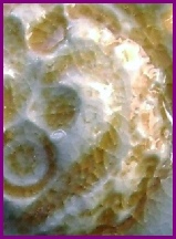 oranges, yellows & creams